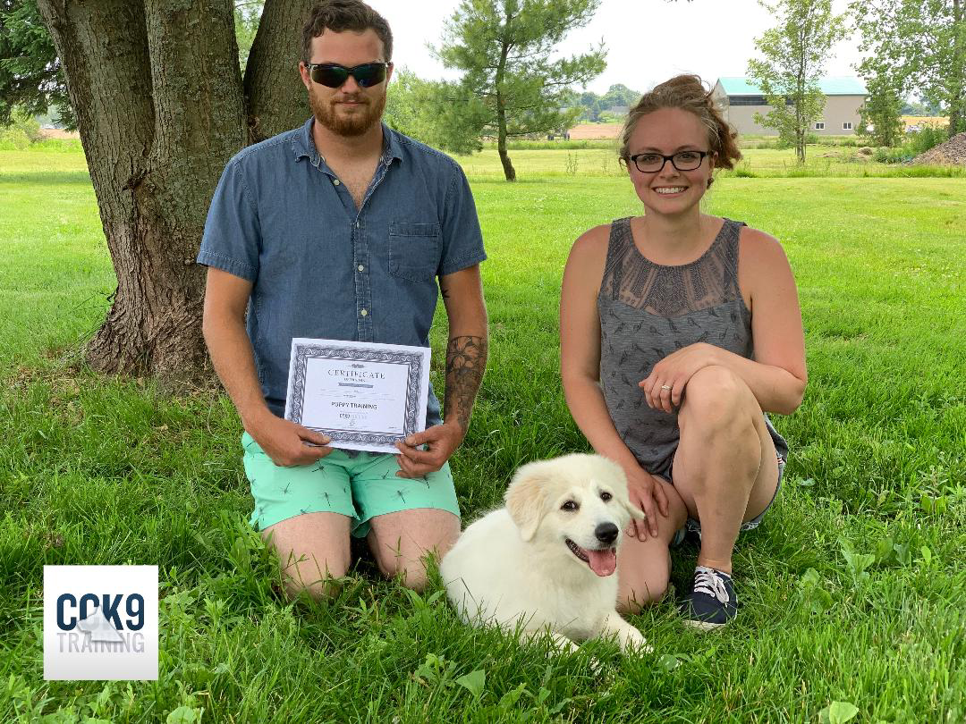 A dog after completing dog training near Niagara Falls