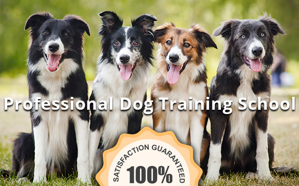 Dogs who have had dog training services