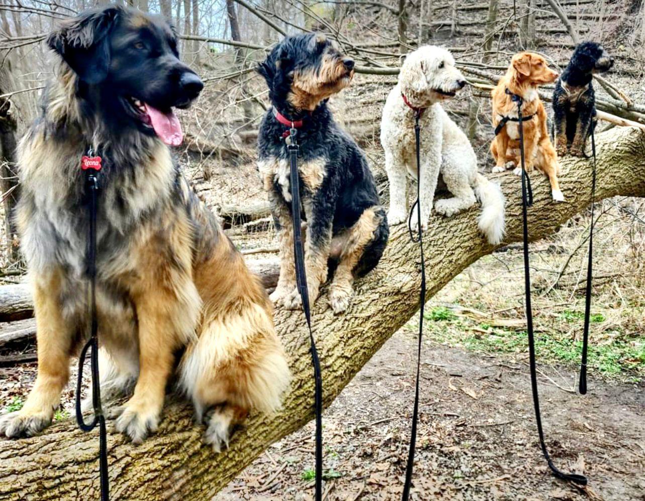 forest hike Group dog training class with my fav group