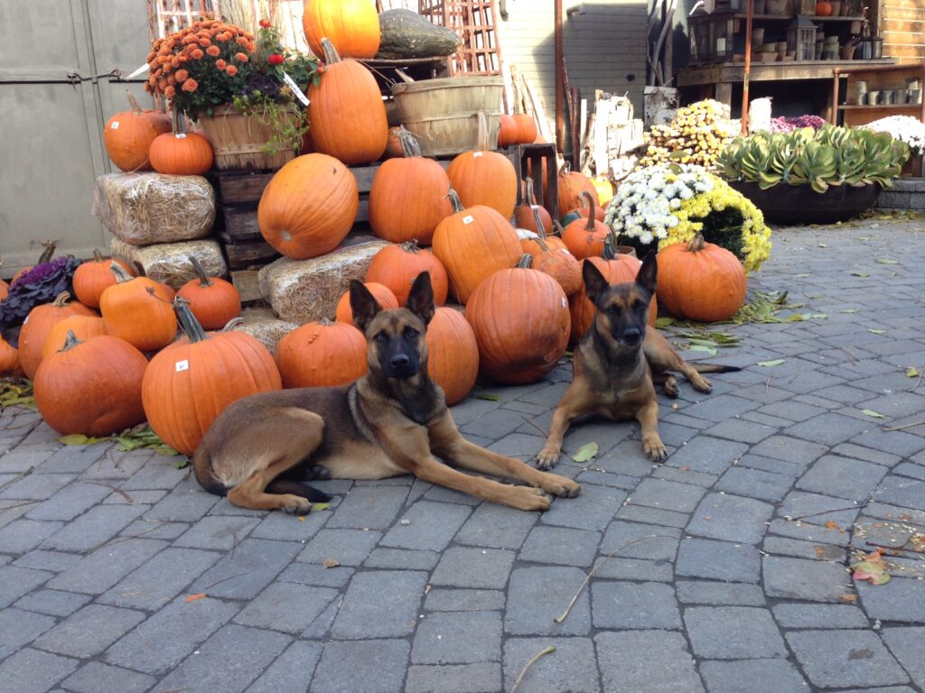 pumpkin patch day with your dog 