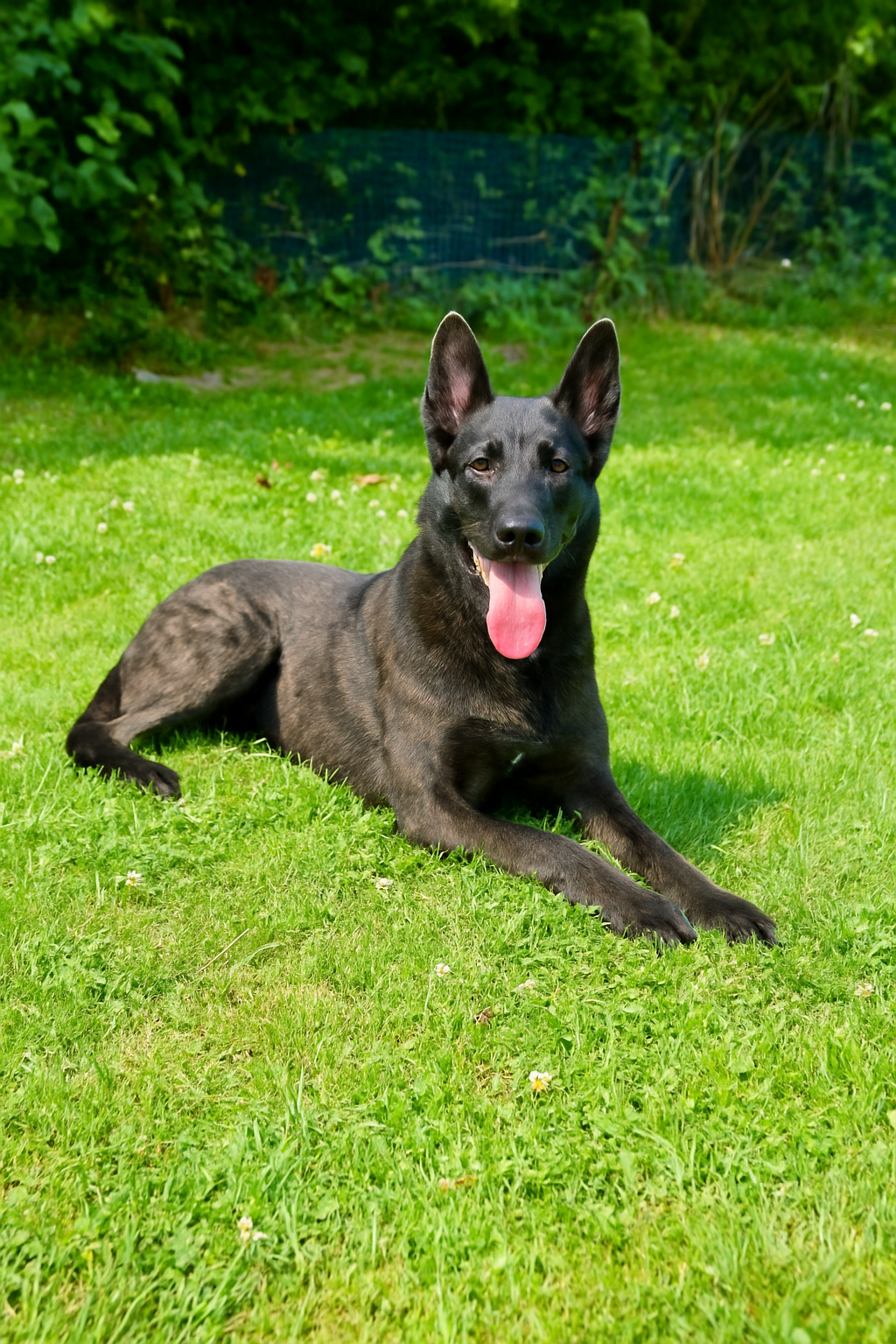 Basic obedience training near me