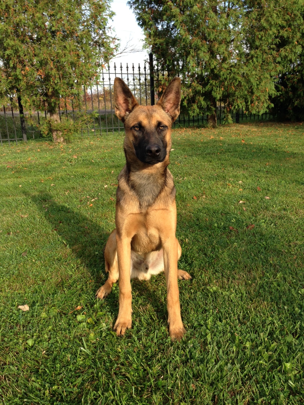 Off leash training at CCK9
