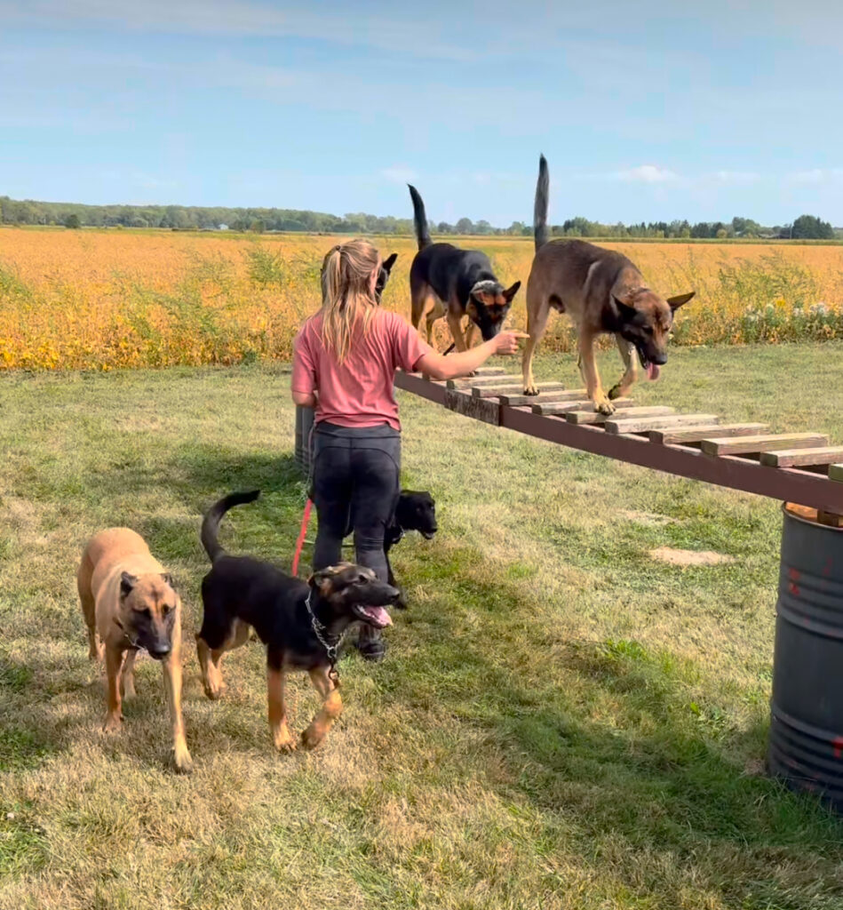 1 dog? 10 dogs? Affordable dog training at CCPD has you covered!