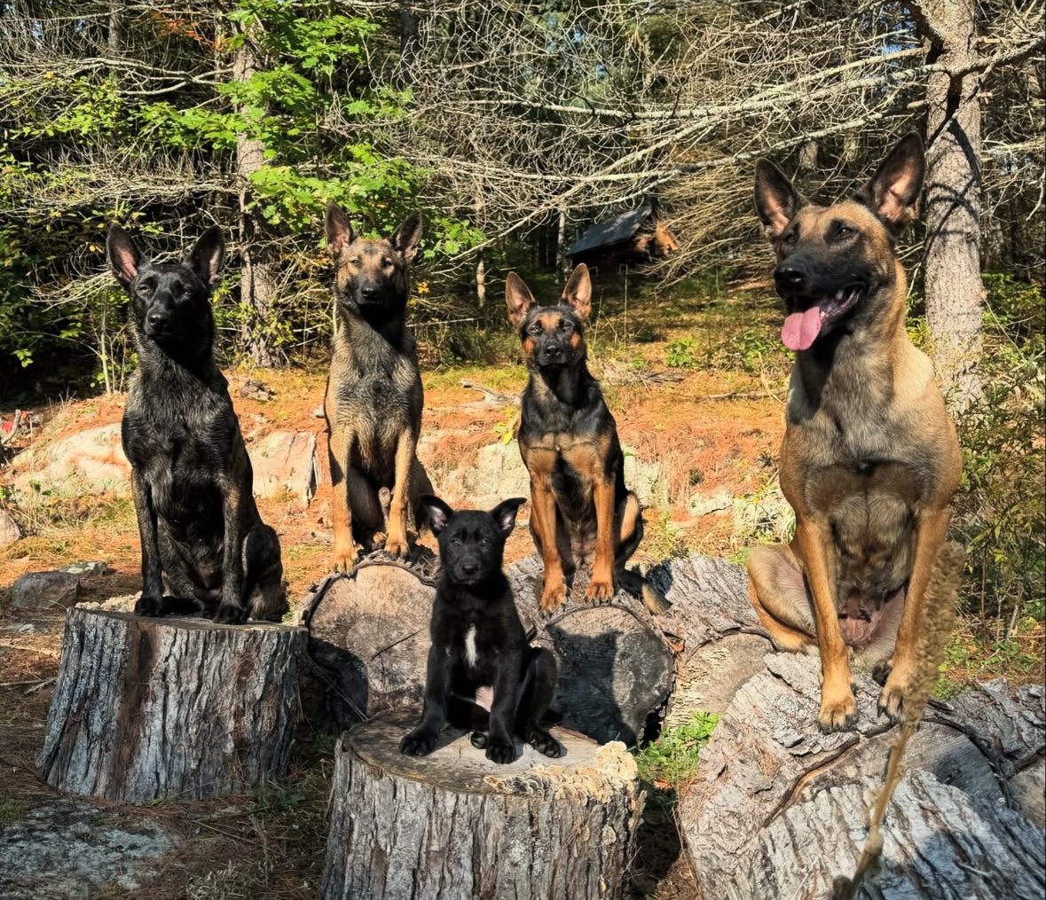 Group Dog Training Classes today