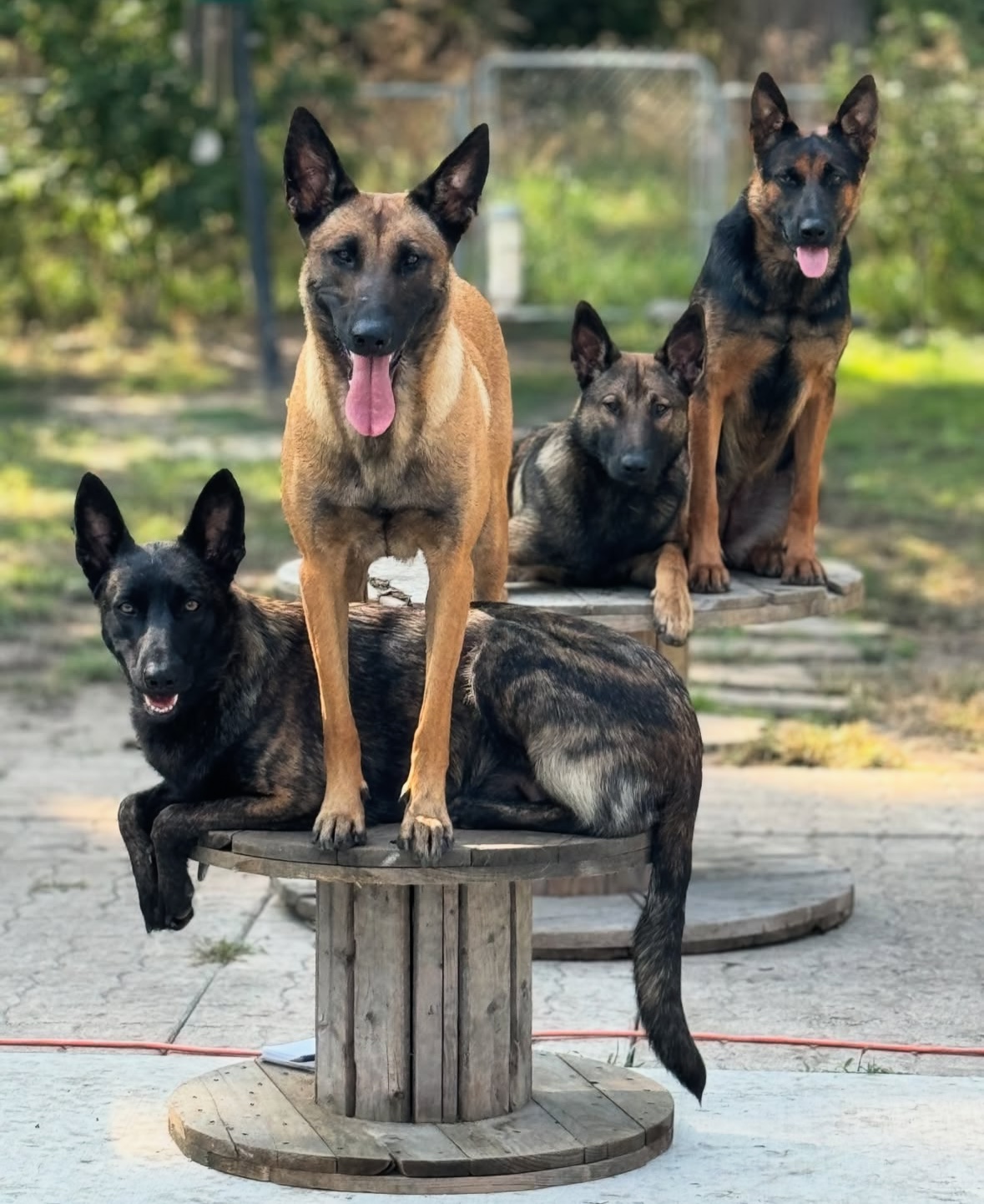 Intermediate Obedience Training helping dogs transition from basic to advanced skills