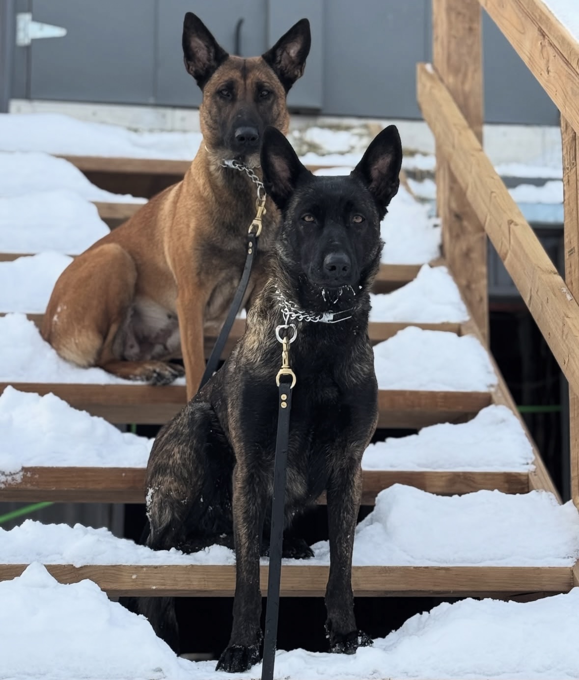 Socialization is key in group dog training classes