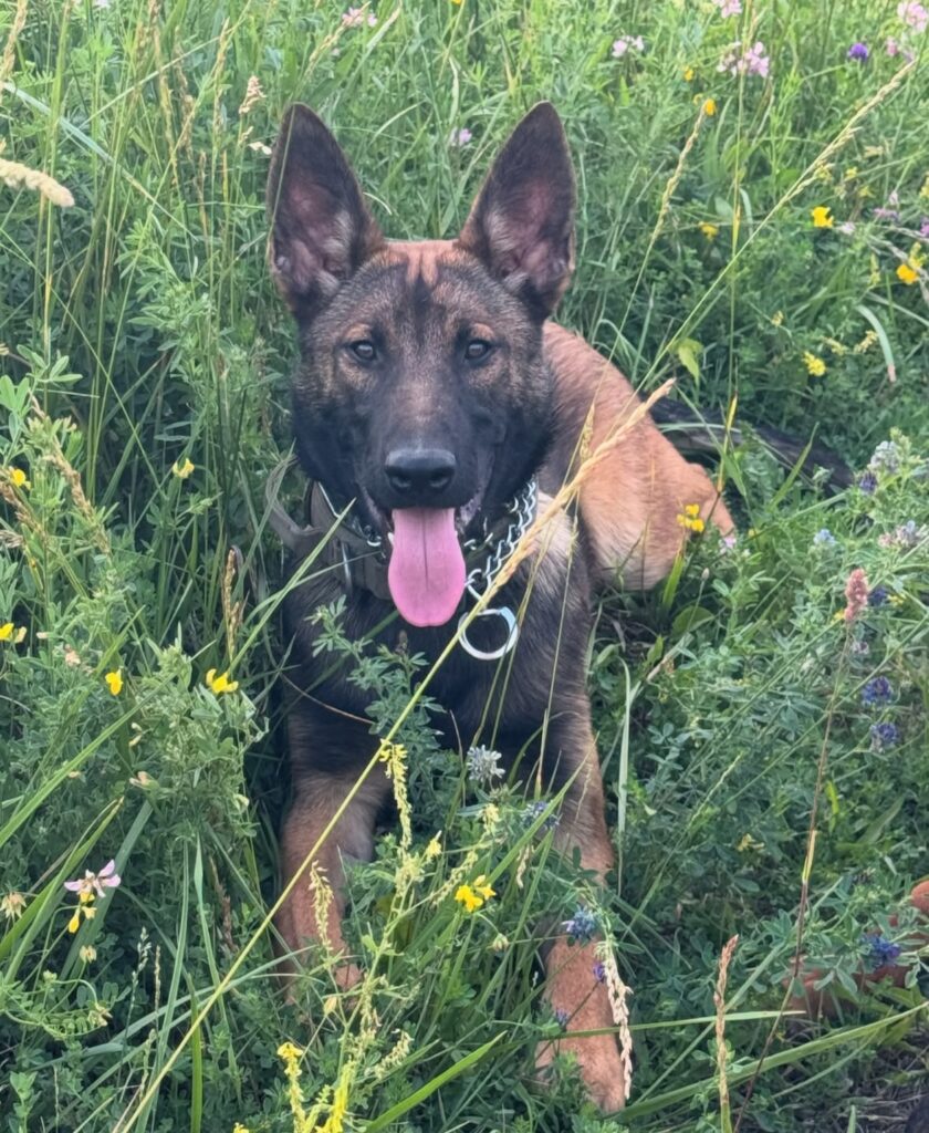 Port Colborne dog training