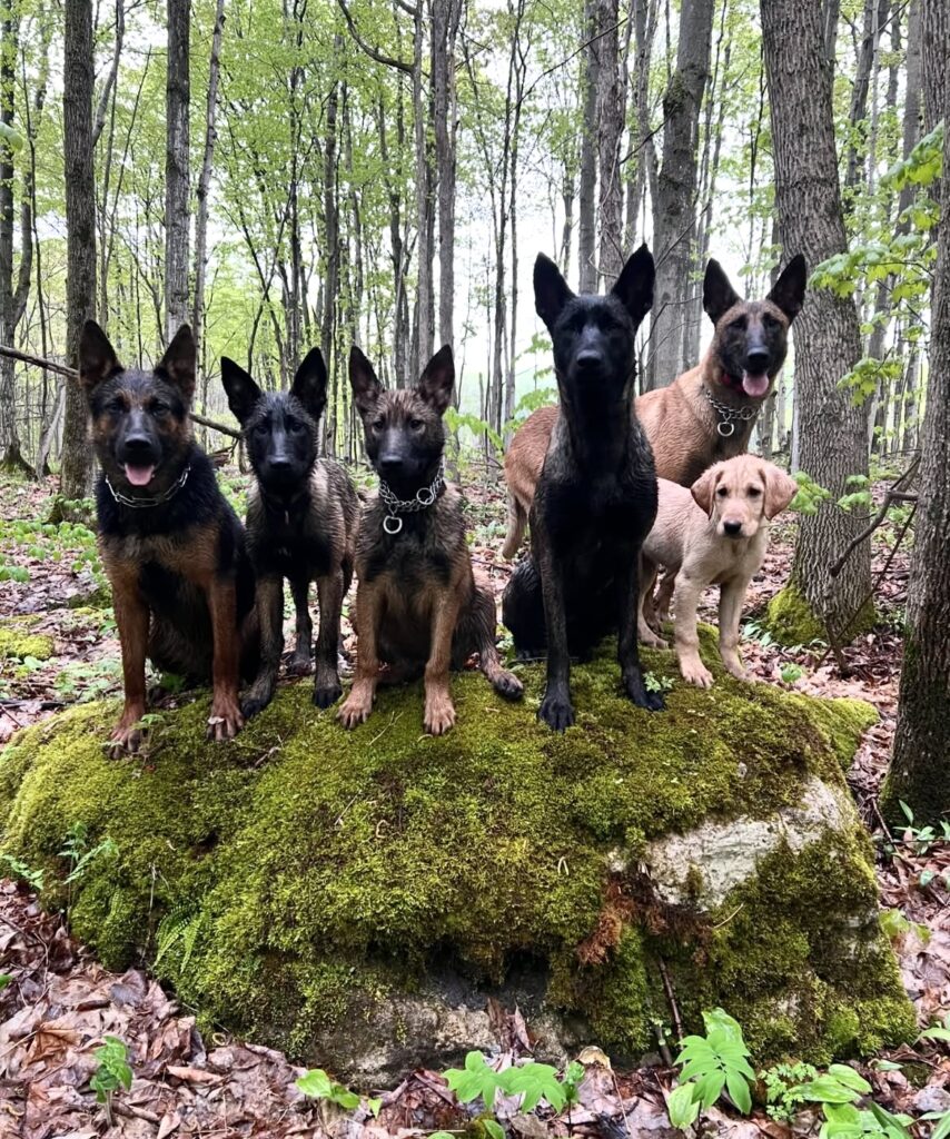 Dog Friendly Parks and Trails