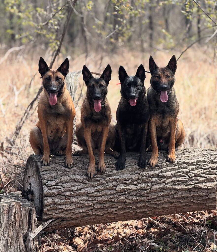 St. Catharines Dog Training