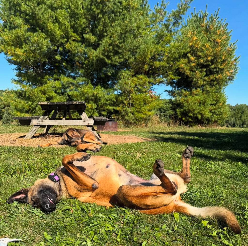 Welland dog training