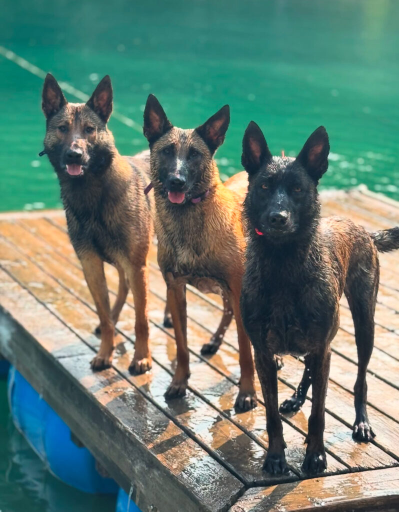 Dog Friendly Parks and Trails