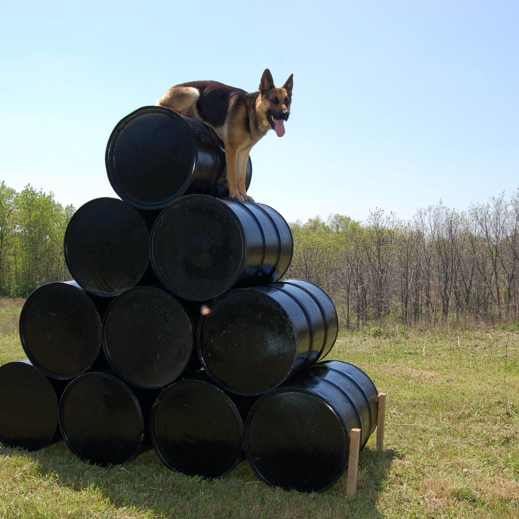 CC Protection Dogs custom training