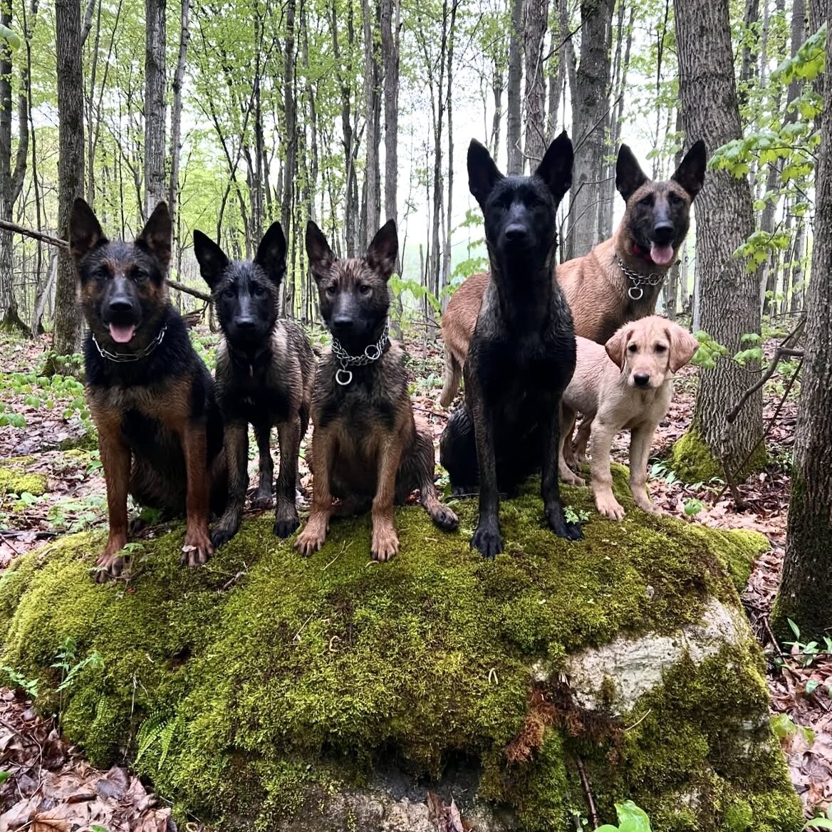 Dog Friendly Parks and Trails